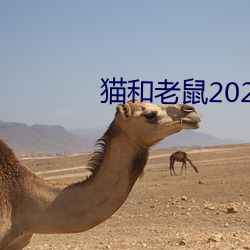 猫和老鼠2021