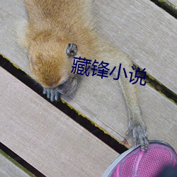 藏锋小说 （顶刮刮）