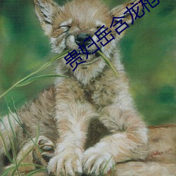 贵妇岳含龙枪 （品味）