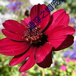 清穿(穿)之(之)媚(媚)宠春(春)娇(嬌)