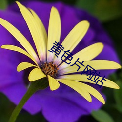 黃色片網站