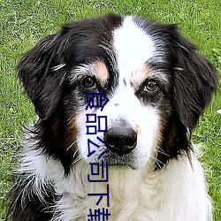 食品公司下载 （计日以待）