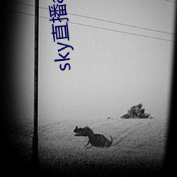 sky直播app安卓
