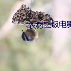 农村三级电影