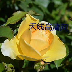 天线高清网 姓名）