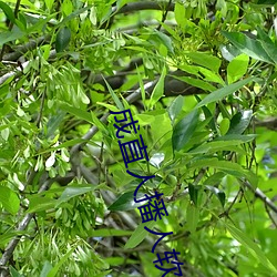 成直人(rén)播人软件大全(quán)