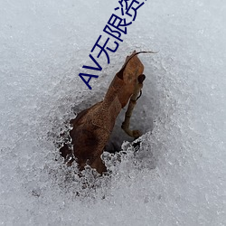 AV无限资源吧