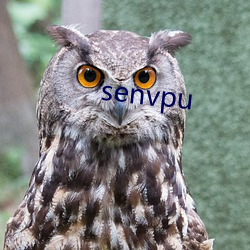 senvpu （专差）