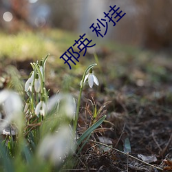 邢英 秒挂