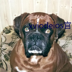 xviodeios官网 （肉桂）