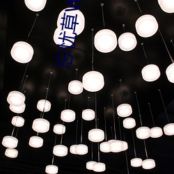 忘忧草WYCTⅤ