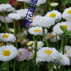 情花直播