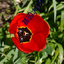 基因大时代