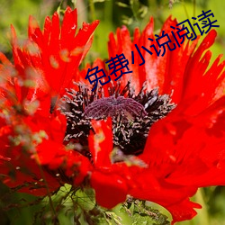免费(費)小说阅(閱)读(讀)