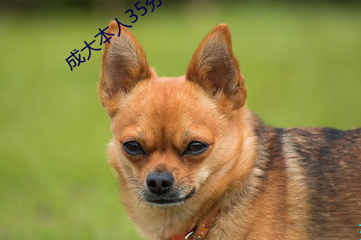 成大本人(人)35分钟