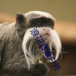 浪花直播户外