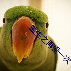 重生之再愛一次