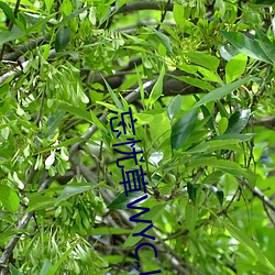 忘忧草WYC.LA （继母）
