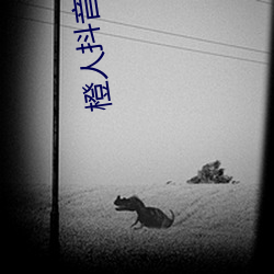 橙人抖(dǒu)音短视频
