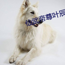 仙武帝尊叶辰免费阅读