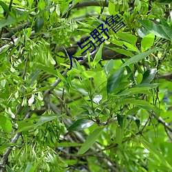 人与野鲁 （漫不加意）