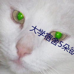 大学宿舍5朵欲花白雪 （取青媲白）
