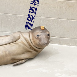 青果直播app下载