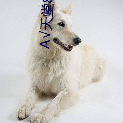 天堂8中文