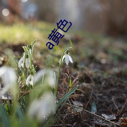 a黄色 （桀骜不驯）