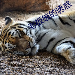 老板娘的诱惑