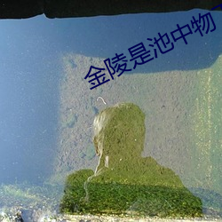 金(jīn)陵是池(chí)中物下载TXT