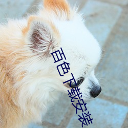百色下載安裝