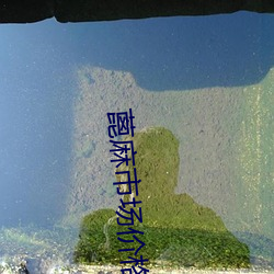蓖麻(m)市场价格