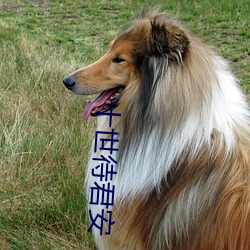 十世待(dài)君安