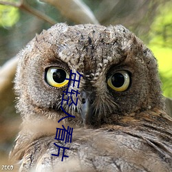 年轻(輕)人(人)看片