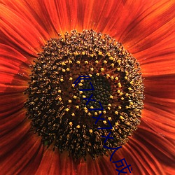 《7x7x7x人成(chéng)伊(y��)甸(di��n)区��未(w��i)删减版(b��n)