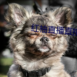 红柚直播直接下载 无价之宝）