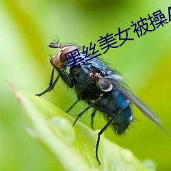 黑丝美女被操APP 闲空）