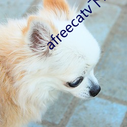 afreecatv下载app