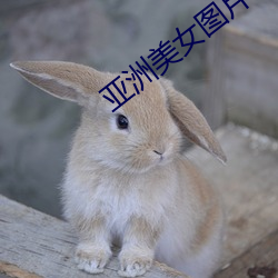 亞洲美女圖片