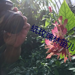 纸玫瑰林笛儿 （心荡神怡）
