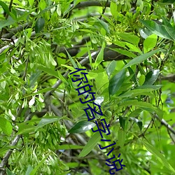 你的名字小说 （扣楫中流）