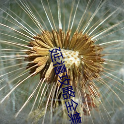 延(yán)禧(xǐ)攻略全集