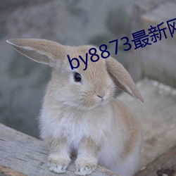 by8873最新网站(站)