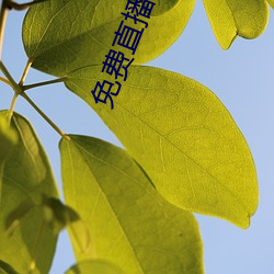 免(免)费直播(播)平(平)台(台)