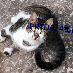 PRTD014毒品搜查(chá)官(guān)