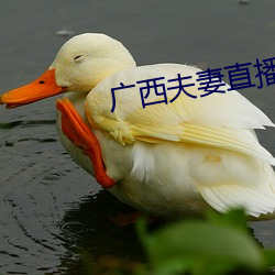 广西夫妻直播