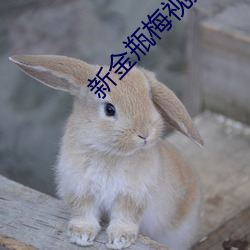 金年会(中国)官方网站