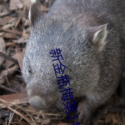 新金瓶梅第1集