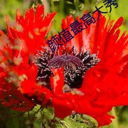 颜值最高大秀